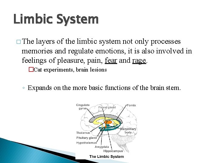 Limbic System � The layers of the limbic system not only processes memories and