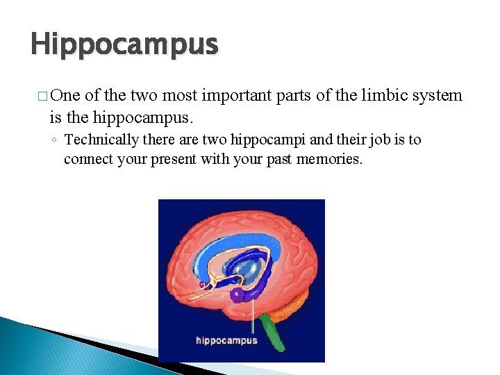 Hippocampus � One of the two most important parts of the limbic system is