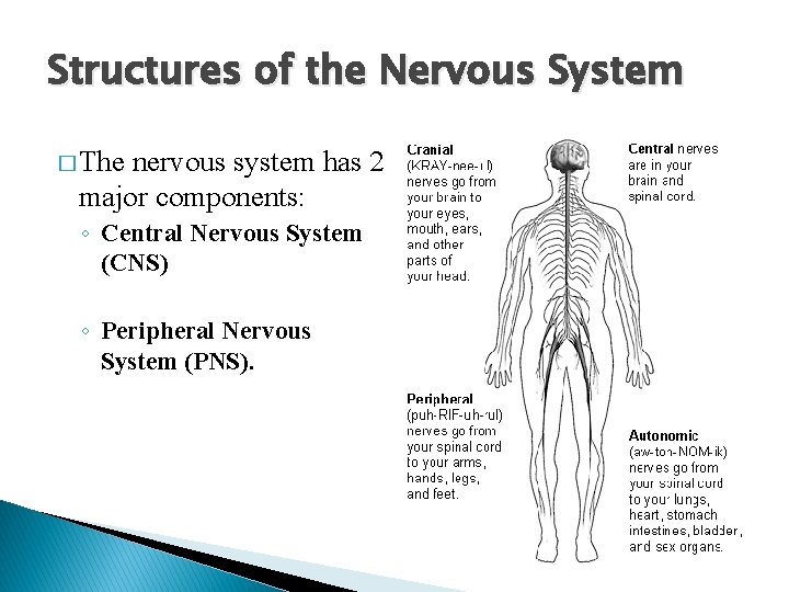 Structures of the Nervous System � The nervous system has 2 major components: ◦