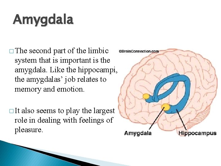 Amygdala � The second part of the limbic system that is important is the