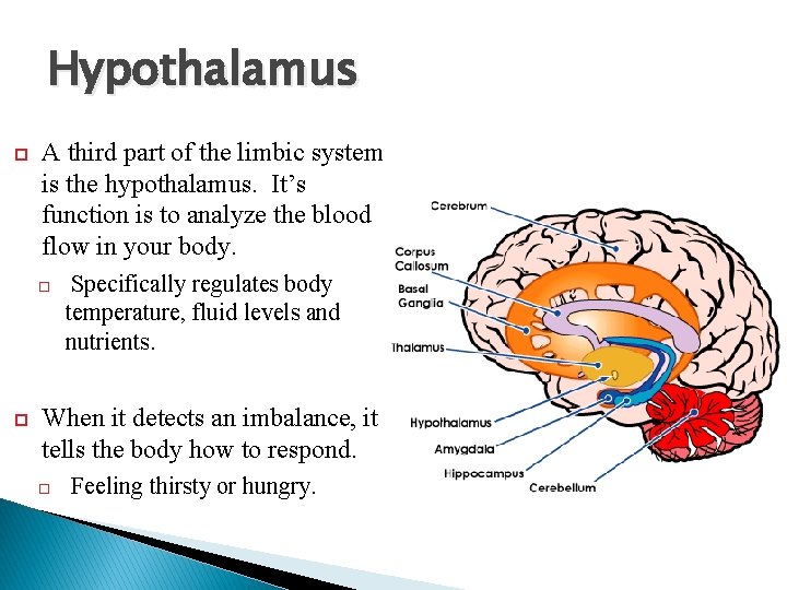 Hypothalamus A third part of the limbic system is the hypothalamus. It’s function is