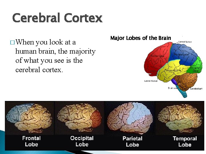 Cerebral Cortex � When you look at a human brain, the majority of what
