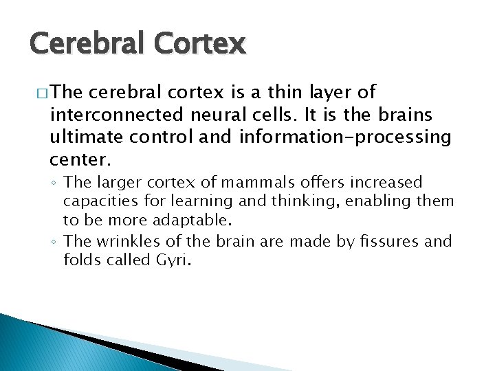 Cerebral Cortex � The cerebral cortex is a thin layer of interconnected neural cells.