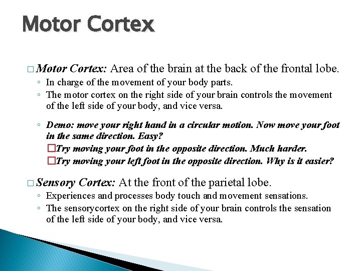 Motor Cortex � Motor Cortex: Area of the brain at the back of the