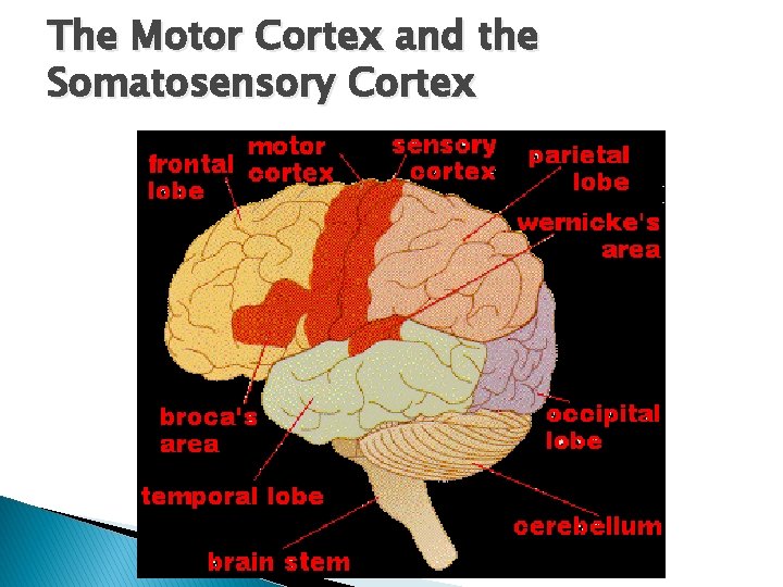 The Motor Cortex and the Somatosensory Cortex 