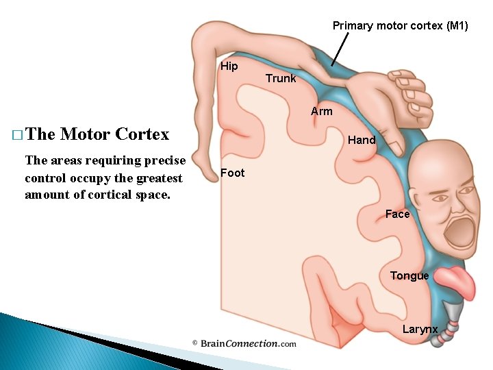 Primary motor cortex (M 1) Hip Trunk Arm � The Motor Cortex The areas