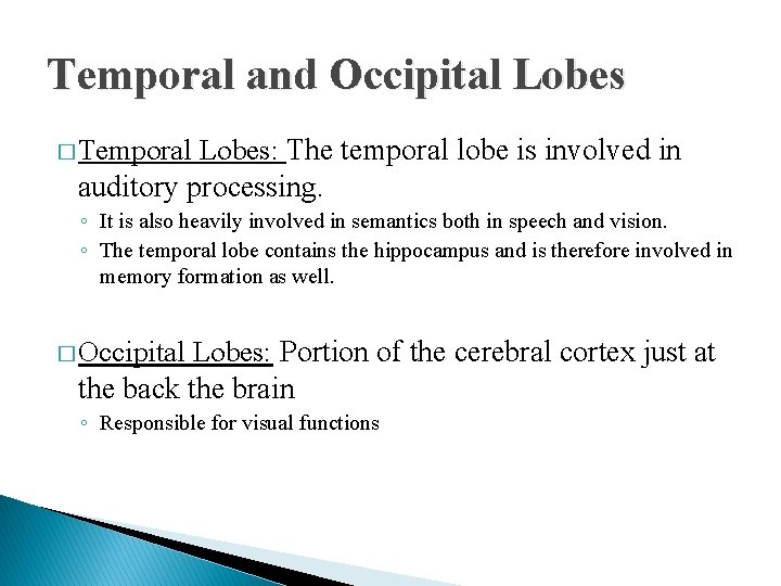 Temporal and Occipital Lobes: The temporal lobe is involved in auditory processing. � Temporal