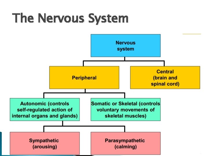 The Nervous System 