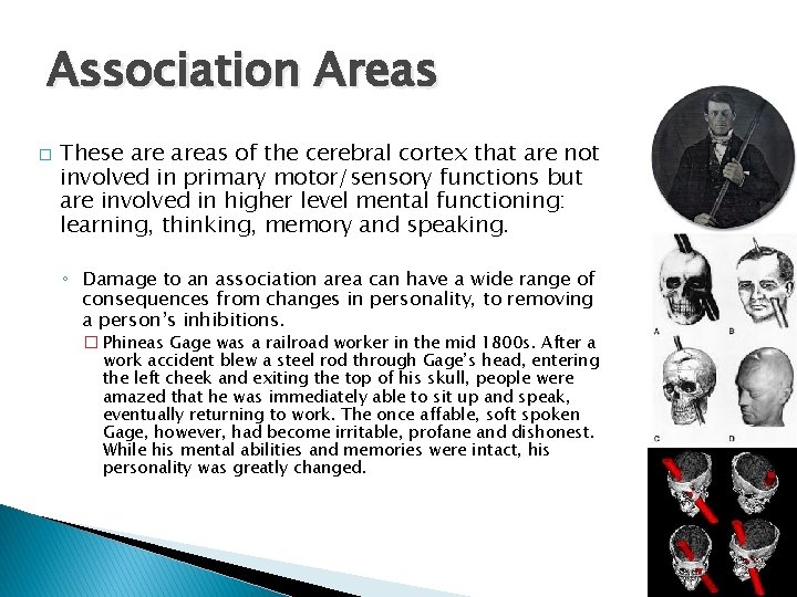 Association Areas � These areas of the cerebral cortex that are not involved in