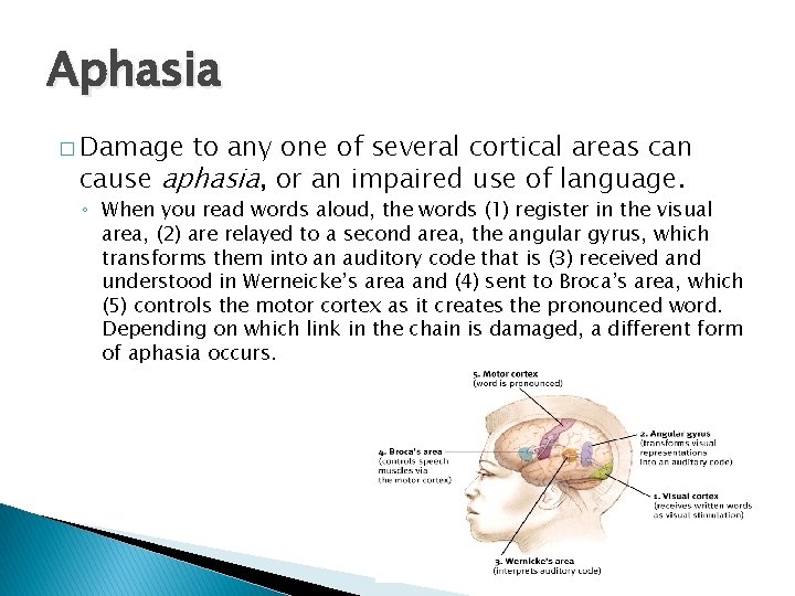 Aphasia � Damage to any one of several cortical areas can cause aphasia, or