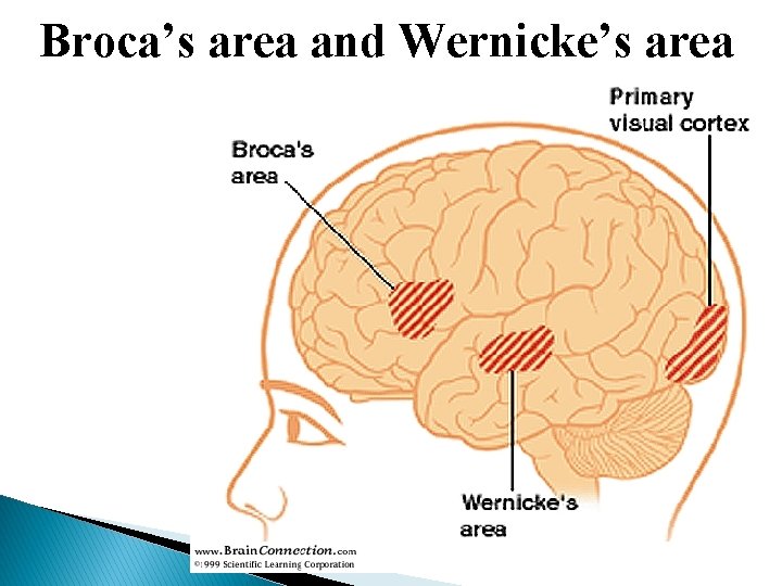 Broca’s area and Wernicke’s area 