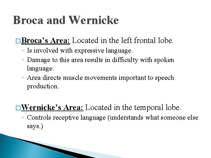Broca and Wernicke � Broca’s Area: Located in the left frontal lobe. ◦ Is