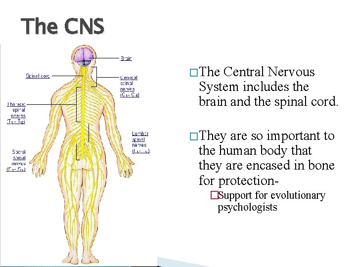 The CNS � The Central Nervous System includes the brain and the spinal cord.