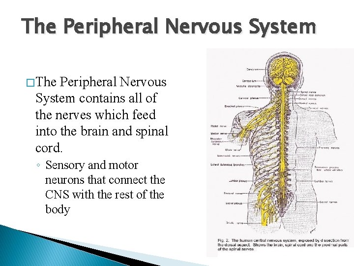 The Peripheral Nervous System � The Peripheral Nervous System contains all of the nerves