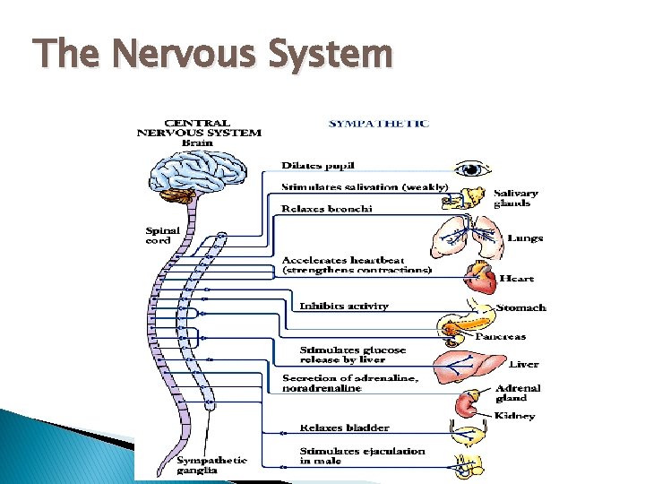 The Nervous System 