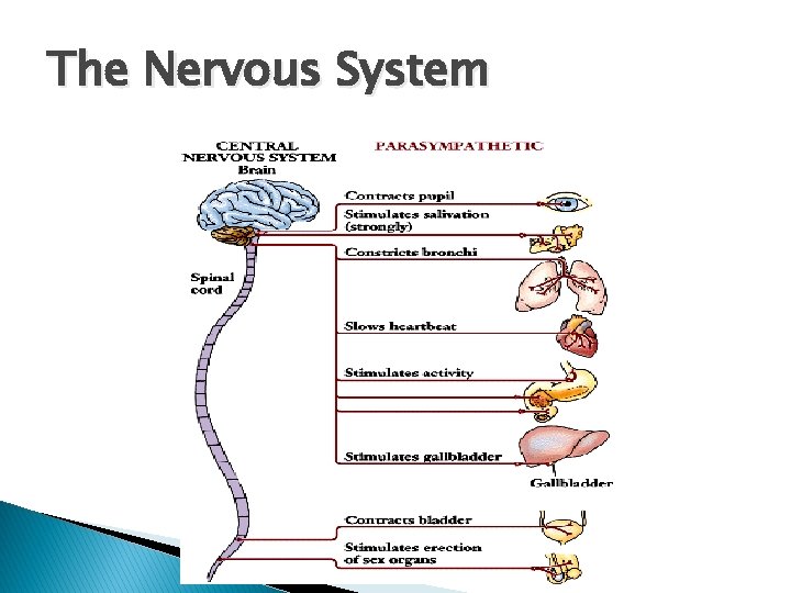 The Nervous System 