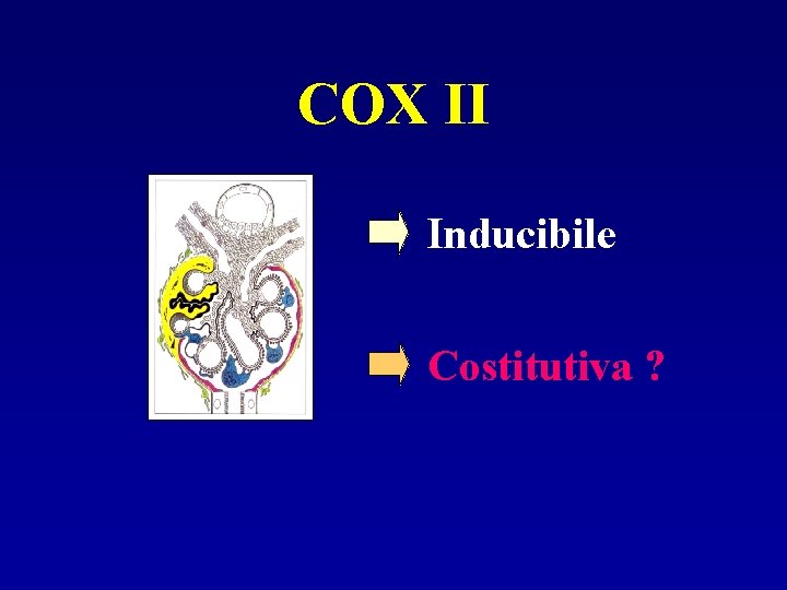 COX II Inducibile Costitutiva ? 