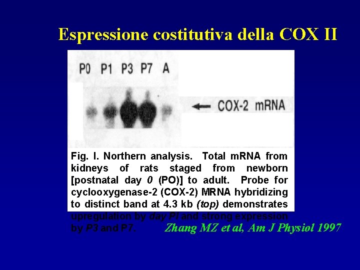 Espressione costitutiva della COX II Fig. l. Northern analysis. Total m. RNA from kidneys