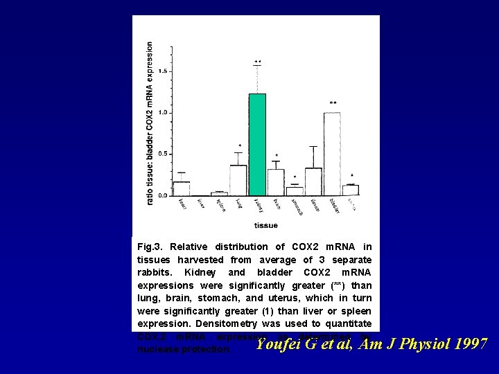 Fig. 3. Relative distribution of COX 2 m. RNA in tissues harvested from average