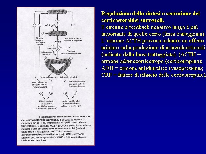 Regolazione della sintesi e secrezione dei corticosteroidei surrenali. Il circuito a feedback negativo lungo