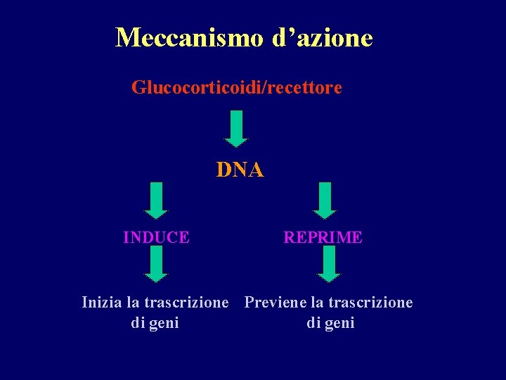 Meccanismo d’azione Glucocorticoidi/recettore DNA INDUCE REPRIME Inizia la trascrizione Previene la trascrizione di geni