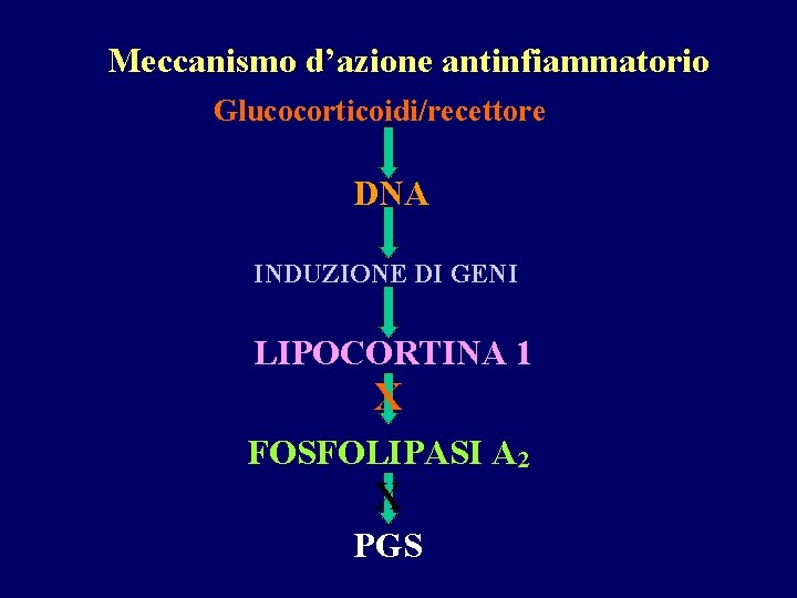 Meccanismo d’azione antinfiammatorio Glucocorticoidi/recettore DNA INDUZIONE DI GENI LIPOCORTINA 1 X FOSFOLIPASI A 2