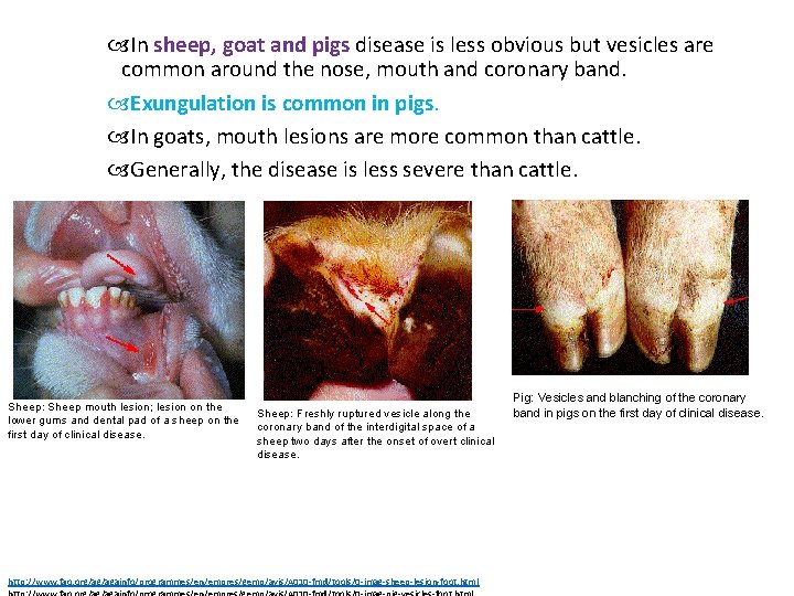  In sheep, goat and pigs disease is less obvious but vesicles are common