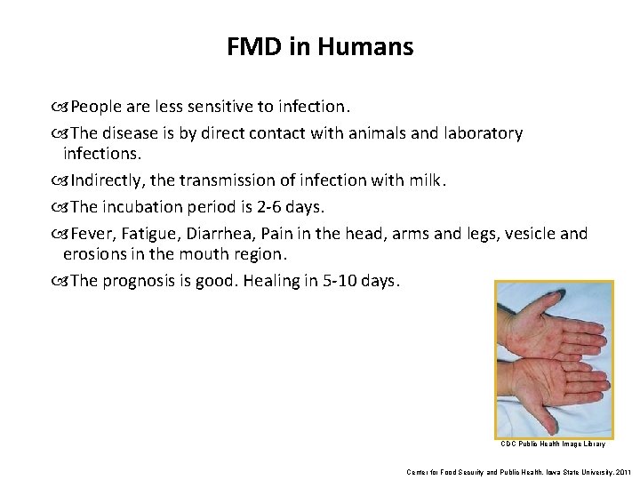 FMD in Humans People are less sensitive to infection. The disease is by direct