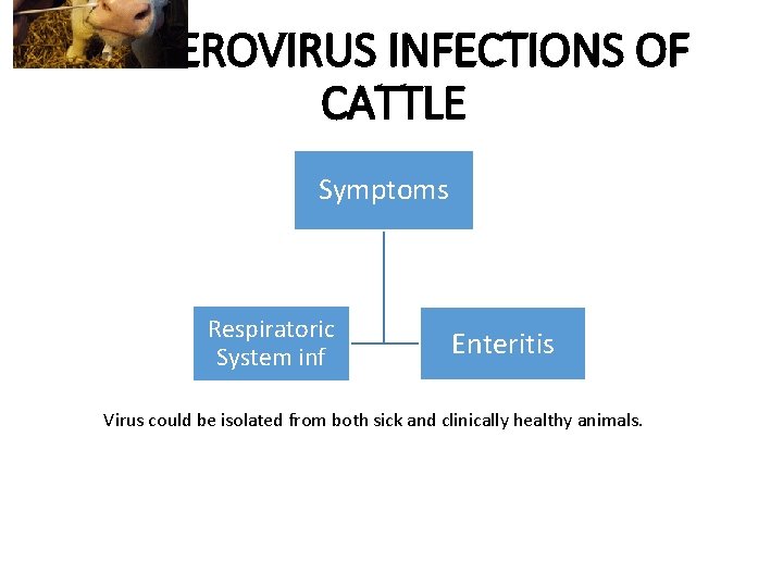 ENTEROVIRUS INFECTIONS OF CATTLE Symptoms Respiratoric System inf Enteritis Virus could be isolated from