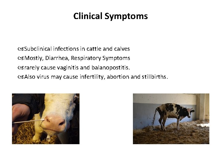 Clinical Symptoms Subclinical infections in cattle and calves Mostly, Diarrhea, Respiratory Symptoms rarely cause