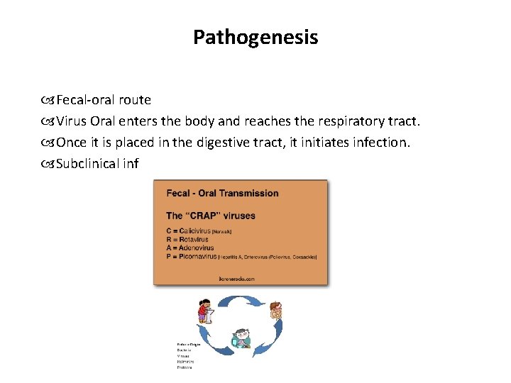 Pathogenesis Fecal-oral route Virus Oral enters the body and reaches the respiratory tract. Once