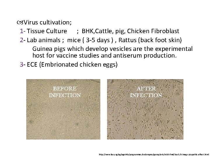  Virus cultivation; 1 - Tissue Culture ; BHK, Cattle, pig, Chicken Fibroblast 2