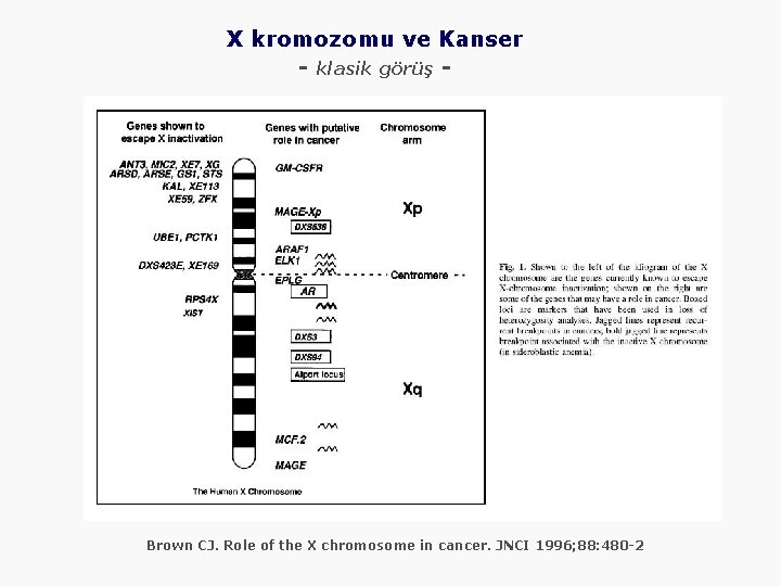 X kromozomu ve Kanser - klasik görüş - Brown CJ. Role of the X