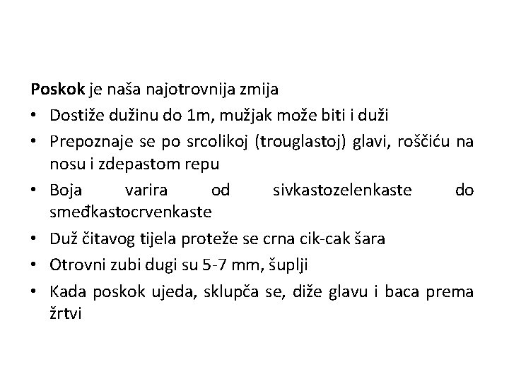 Poskok je naša najotrovnija zmija • Dostiže dužinu do 1 m, mužjak može biti