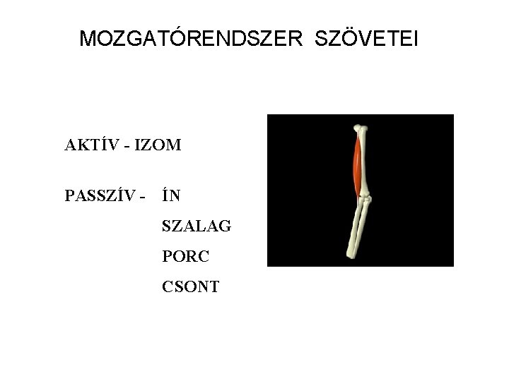 MOZGATÓRENDSZER SZÖVETEI AKTÍV - IZOM PASSZÍV - ÍN SZALAG PORC CSONT 