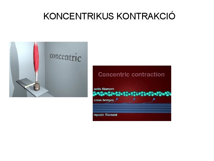 KONCENTRIKUS KONTRAKCIÓ 