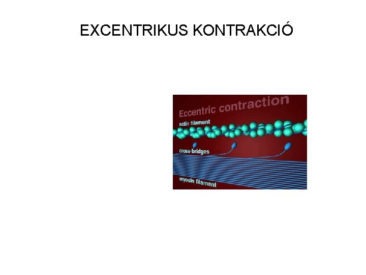 EXCENTRIKUS KONTRAKCIÓ 