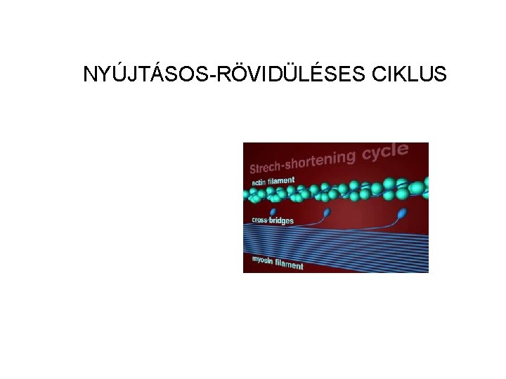 NYÚJTÁSOS-RÖVIDÜLÉSES CIKLUS 