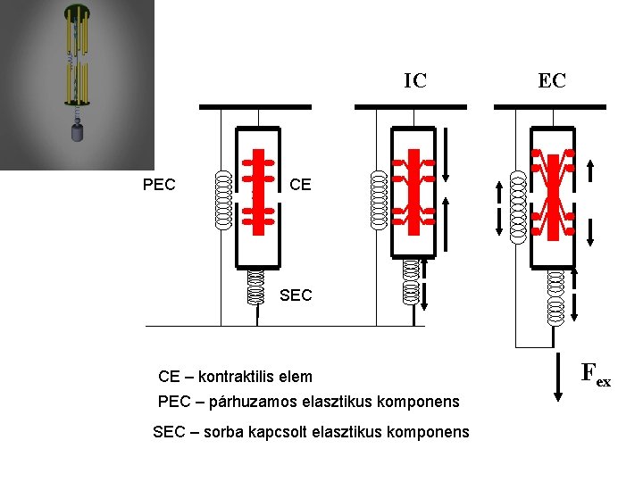 IC PEC EC CE SEC CE – kontraktilis elem PEC – párhuzamos elasztikus komponens