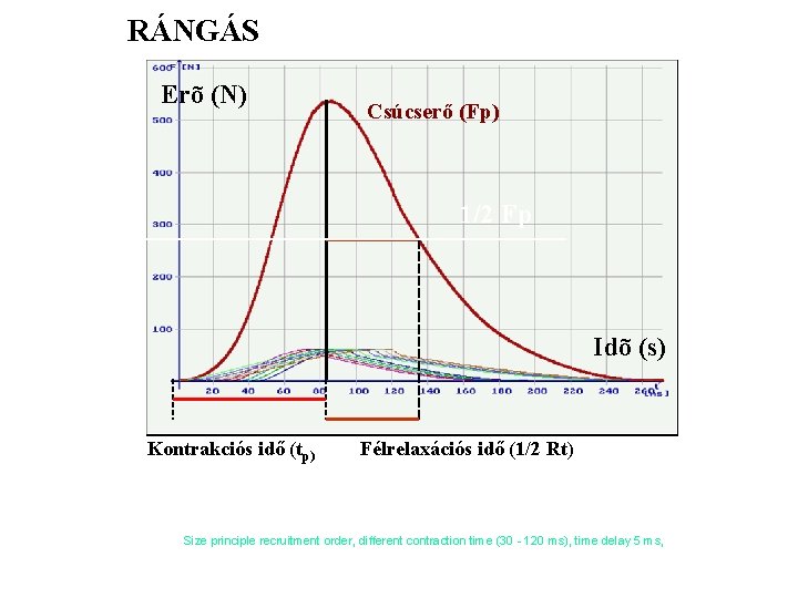 RÁNGÁS Erõ (N) Csúcserő (Fp) 1/2 Fp Idõ (s) Kontrakciós idő (tp) Félrelaxációs idő