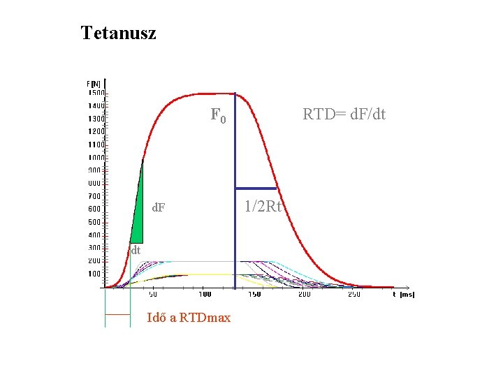 Tetanusz F 0 d. F dt Idő a RTDmax RTD= d. F/dt 1/2 Rt