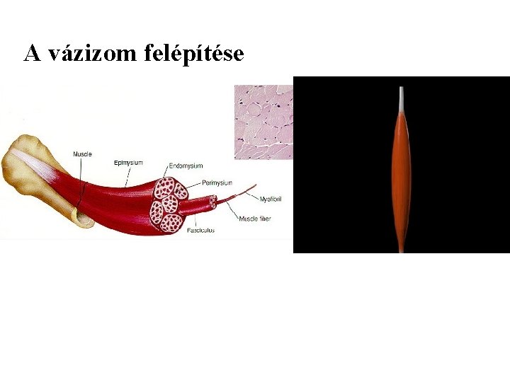 A vázizom felépítése 