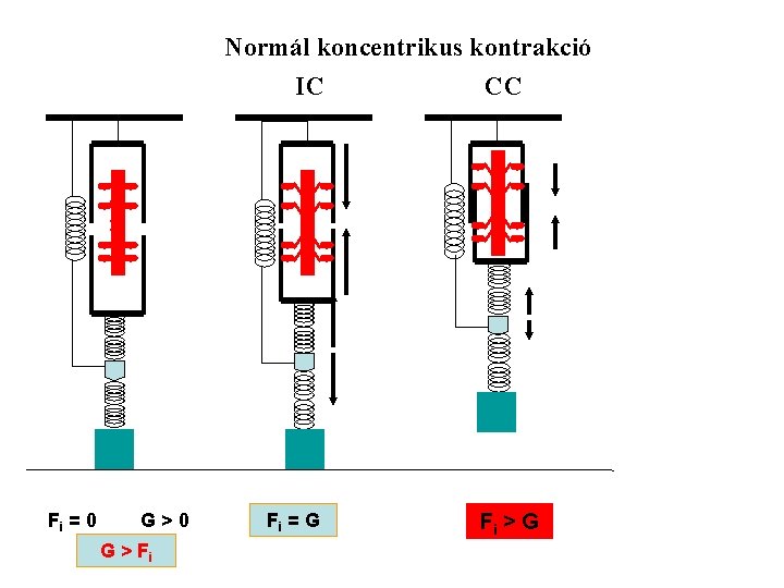 Normál koncentrikus kontrakció IC CC Fi = 0 G>0 G > Fi Fi =