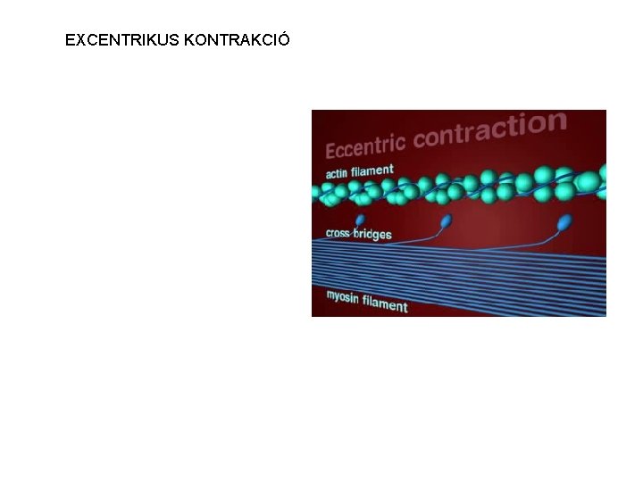 EXCENTRIKUS KONTRAKCIÓ 