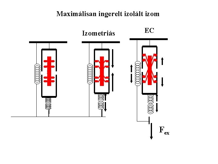 Maximálisan ingerelt izolált izom Izometriás EC Fex 