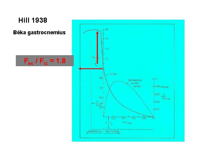 Hill 1938 Béka gastrocnemius Fec / Fic = 1. 8 