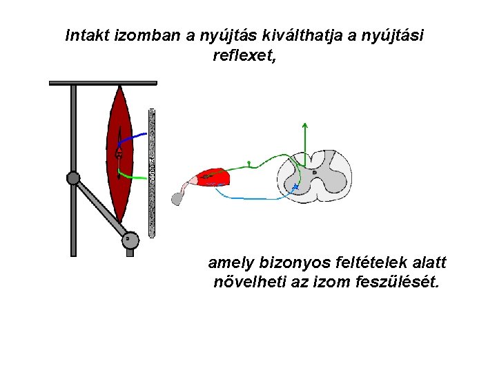 Intakt izomban a nyújtás kiválthatja a nyújtási reflexet, amely bizonyos feltételek alatt növelheti az