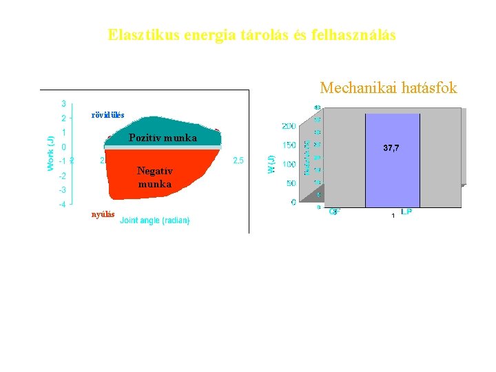 Elasztikus energia tárolás és felhasználás Mechanikai hatásfok rövidülés Pozitív munka Negatív munka nyúlás 