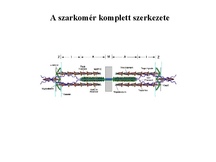 A szarkomér komplett szerkezete 