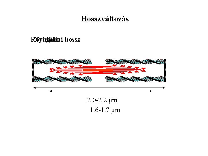 Hosszváltozás Rövidülés Nyugalmi hossz 2. 0 -2. 2 μm 1. 6 -1. 7 μm